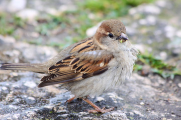 Haussperling (Passer domesticus), Weibchen