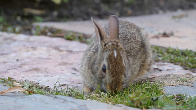 Young rabbit eating grass in the garden