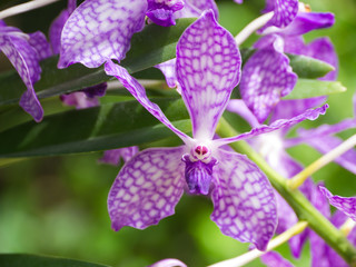 Vanda coerulea