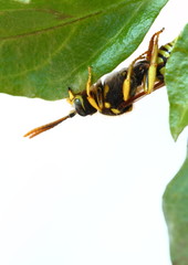 Insekt hängt am Blatt
