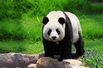 Foto op Plexiglas panda © leungchopan