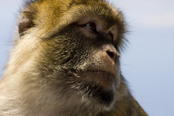 Affe 1