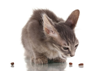 Small gray kitten isolated on white