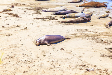 Sealions at the beach