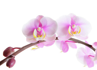 orchid flower