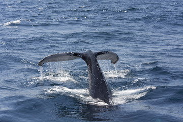 Whale tail
