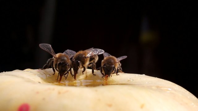 Bee dines