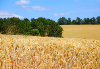 Wheat field