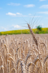 Fototapeta premium single ear on blue sky