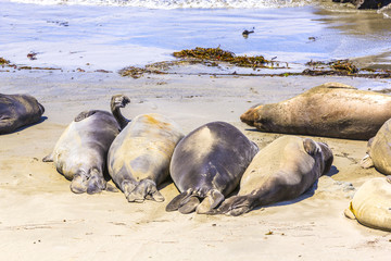 hugging young male Sea lions at the sandy beach relax
