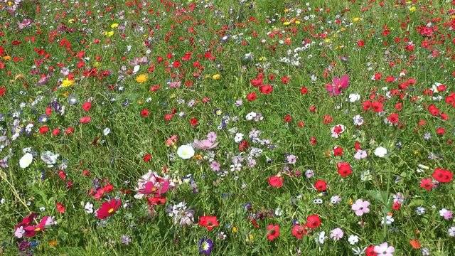 Streublumenwiese bilder Bla gjennom 27 arkivbilder, vektorer og