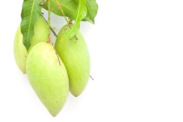 Mango on white paper