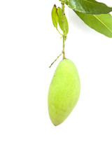 Mango on white paper