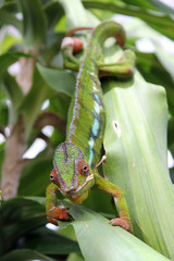Moving colorful chameleon on a leaf