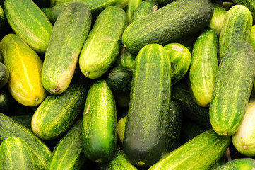Bunch of cucumber
