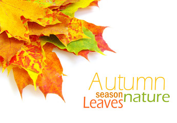 autumn leaves