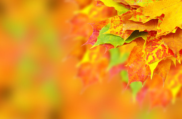 autumn maple leaves