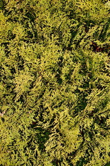 Blätter einer Thuje für Hintergrund geeignet