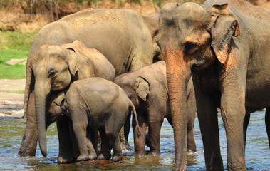 Elephants in the river