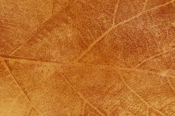 Dry leaf textured on grunge background