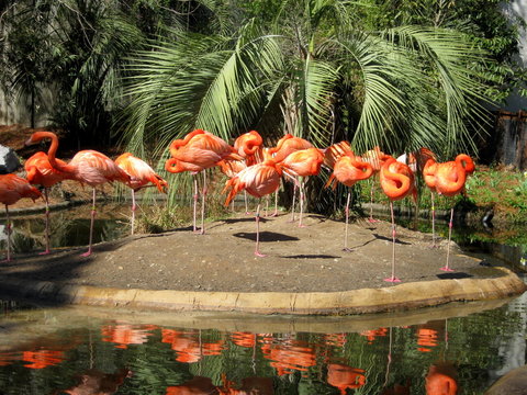 Fenicotteri Rosa