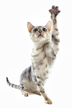 chat bengal joueur