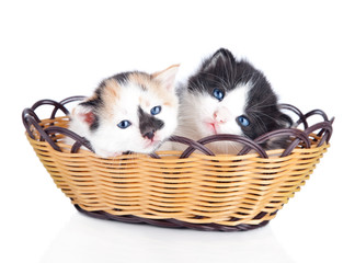 Naklejka na ściany i meble Two adorable small kitten in wooden basket isolated over white