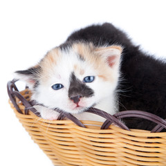 Fototapeta na wymiar Two adorable small kitten in wooden basket isolated over white
