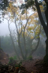  Mist in een bos © Nejron Photo