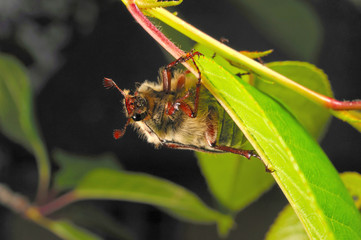 Chestnut cockchafer on cherry