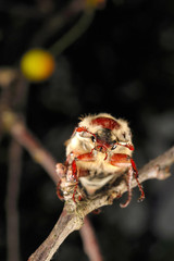 Chestnut cockchafer on cherry