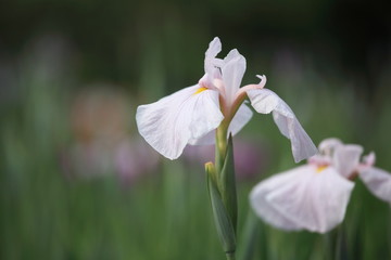 1206024816　花菖蒲・さくら　堀切菖蒲園