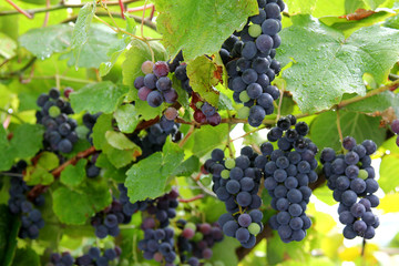 A bunch of Ripe 