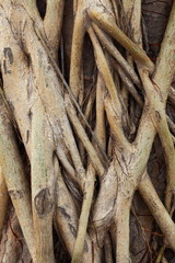 Tree root close up