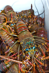 crustacé, langouste