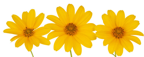 yellow flower isolated