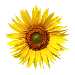 Fototapeta premium testa di girasole in fondo bianco