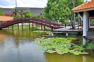 Fototapeta na wymiar Lotus in pond