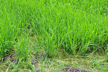 Rice fields
