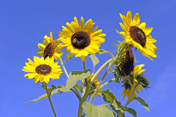 Naklejka premium Sonnenblume_9236