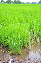 Rice fields