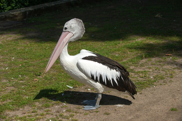 Pelican