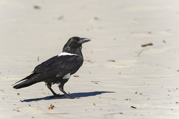 pied crow, morondava