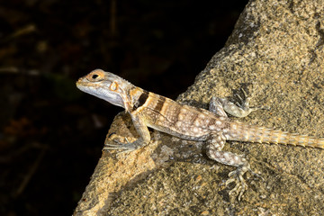 oplurus cuvieri, tsingy de bemahara