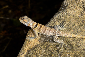 oplurus cuvieri, tsingy de bemahara