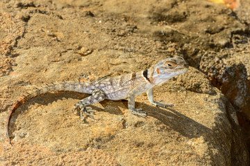 oplurus cuvieri, tsingy de bemahara