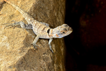 oplurus cuvieri, tsingy de bemahara