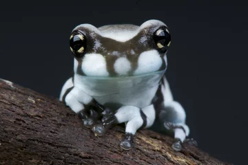 Aluminium Prints Frog Milk frog / Trachycephalus resinifictrix