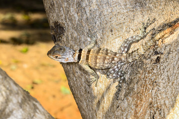 oplurus cuvieri, tsingy de bemahara
