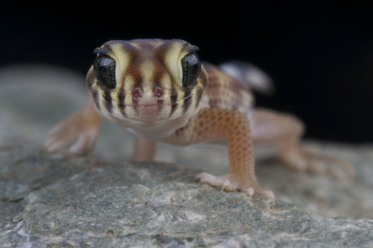 wonder gecko / Teratoscincus scincus